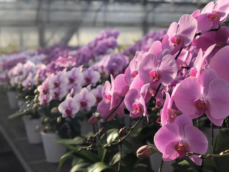 有限会社大澤洋蘭園様